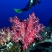 coral_soft_arch_v_0705_png1017.jpg